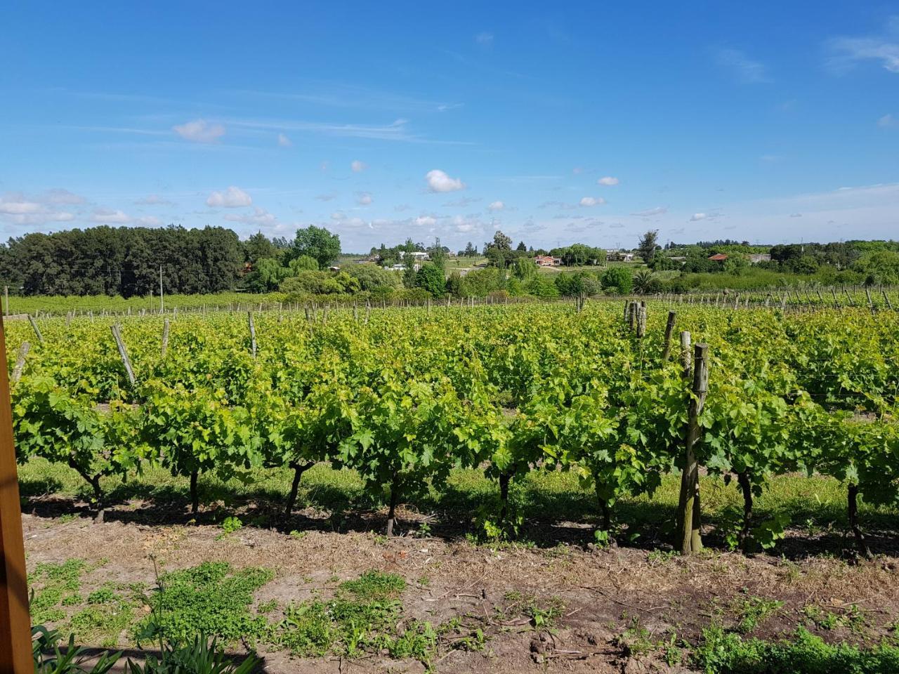 Pizzorno Lodge & Wine Progreso Екстер'єр фото